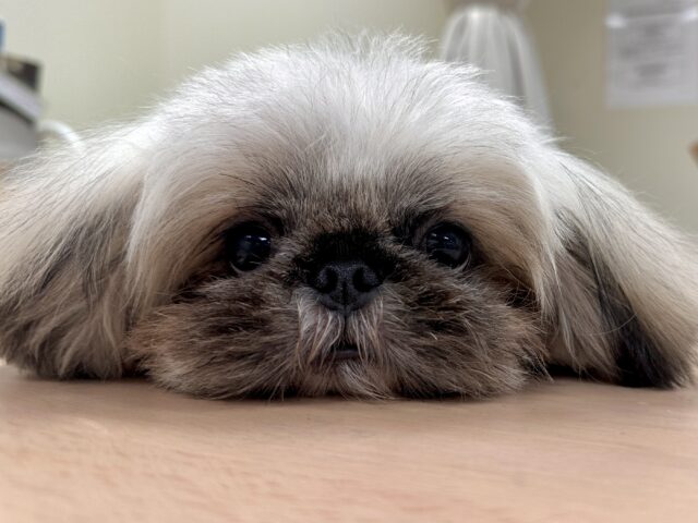 まっくろくろすけ🖤ペキニーズくん ペキニーズ