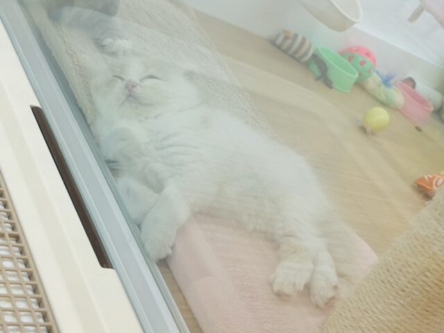 甘やかしてくれなきゃや〜よ♡サイベリアンちゃん! サイベリアン