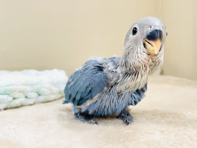 コザクラインコ（小桜インコ）