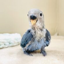 元気いっぱいやってきたよ💙🩵コザクラインコ（ブルーチェリー）ヒナ