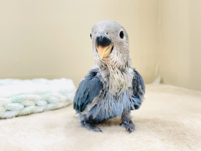 元気いっぱいやってきたよ💙🩵コザクラインコ（ブルーチェリー）ヒナ