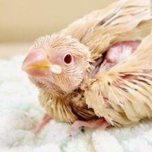 ぽかぽか ふわふわ☁️ミルクティー🫖シナモン文鳥（ヒナ）