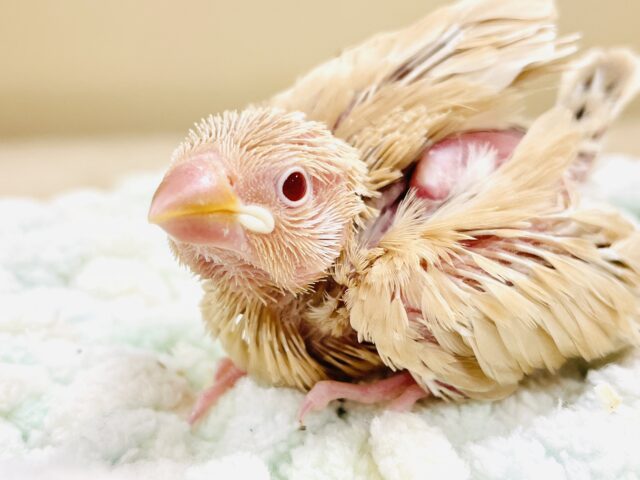 ぽかぽか ふわふわ☁️ミルクティー🫖シナモン文鳥（ヒナ）