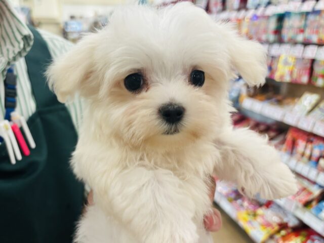 僕の可愛さはどえらいよ〜♥マルチーズくん! マルチーズ