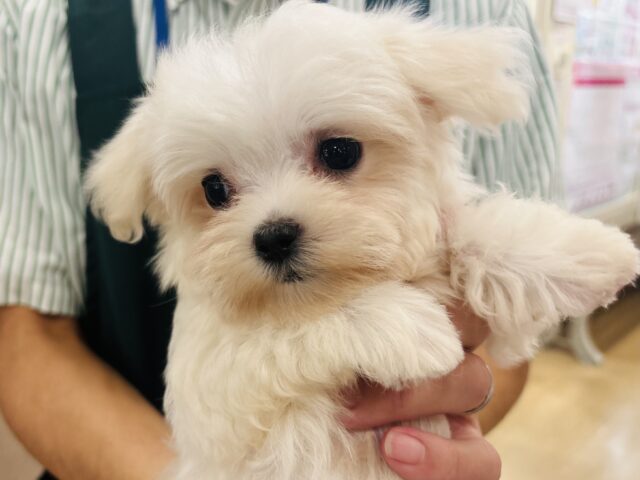 僕の可愛さはどえらいよ〜♥マルチーズくん! マルチーズ
