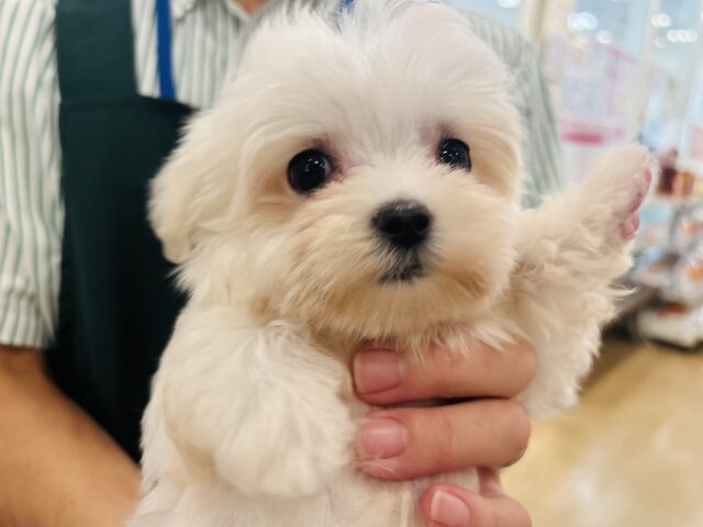 僕の可愛さはどえらいよ〜♥マルチーズくん! マルチーズ