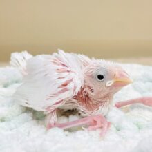 いっぱい寝て大きくなるんだ🤍白文鳥（ヒナ）