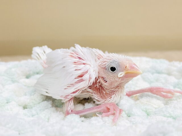 いっぱい寝て大きくなるんだ🤍白文鳥（ヒナ）