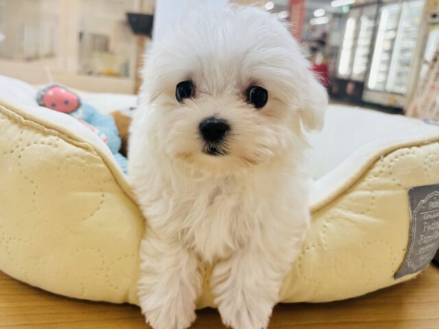 僕の可愛さはどえらいよ〜♥マルチーズくん! マルチーズ