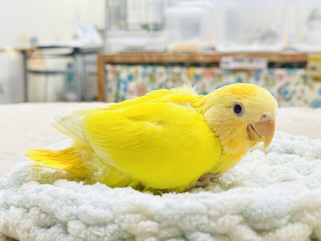 コザクラインコ（小桜インコ）