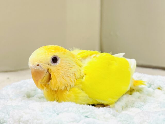 最新画像】きいろい妖精さん💛コザクラインコ（ルチノーオパーリン）ヒナ