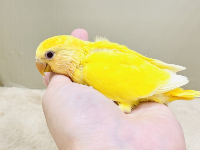 コザクラインコ（小桜インコ）