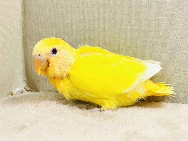 コザクラインコ（小桜インコ）