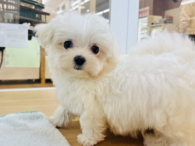 僕の可愛さはどえらいよ〜♥マルチーズくん! マルチーズ