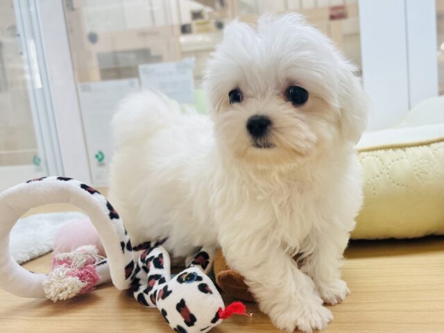 僕の可愛さはどえらいよ〜♥マルチーズくん! マルチーズ