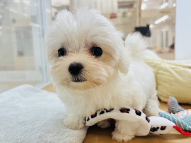 僕の可愛さはどえらいよ〜♥マルチーズくん! マルチーズ