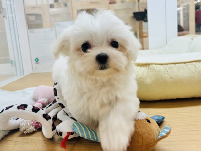 僕の可愛さはどえらいよ〜♥マルチーズくん! マルチーズ