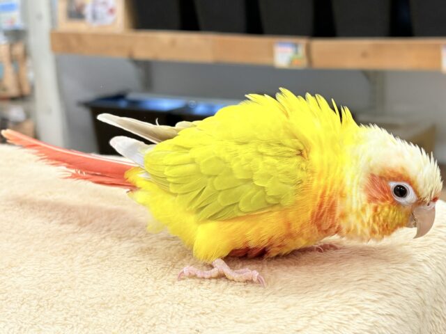 ホオミドリウロコインコ