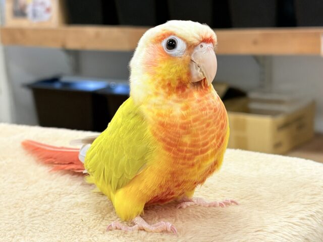 ホオミドリウロコインコ