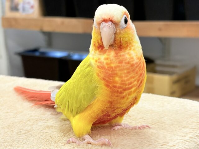 ホオミドリウロコインコ