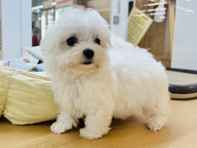 僕の可愛さはどえらいよ〜♥マルチーズくん! マルチーズ