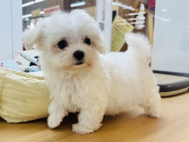 僕の可愛さはどえらいよ〜♥マルチーズくん! マルチーズ