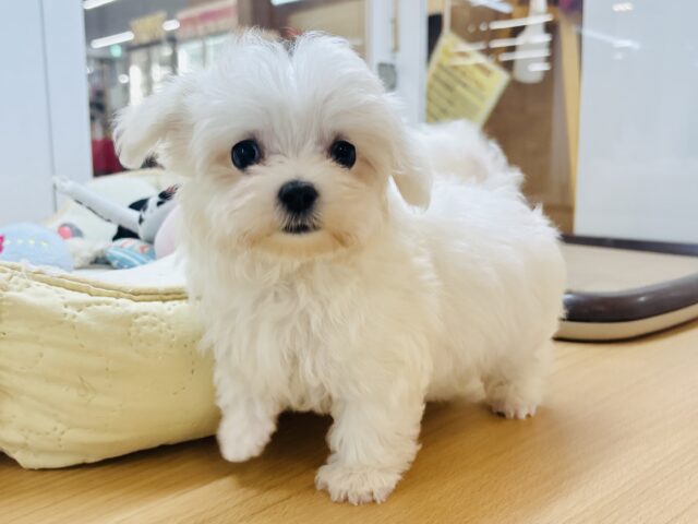 僕の可愛さはどえらいよ〜♥マルチーズくん! マルチーズ