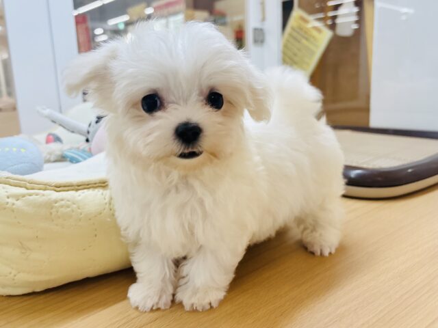 僕の可愛さはどえらいよ〜♥マルチーズくん! マルチーズ