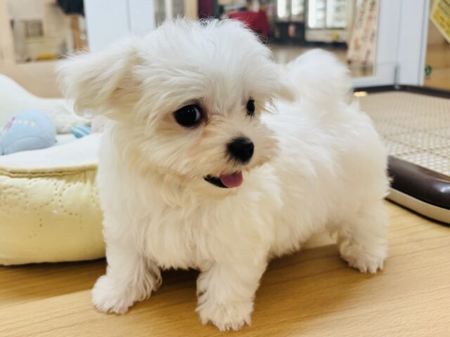 僕の可愛さはどえらいよ〜♥マルチーズくん! マルチーズ