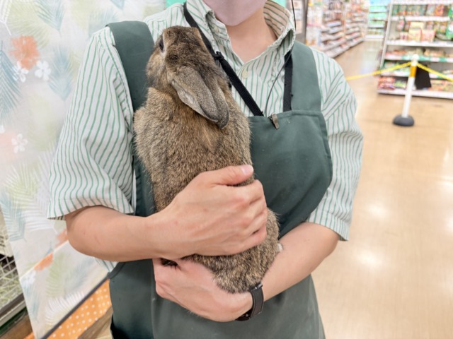 ライオンラビット