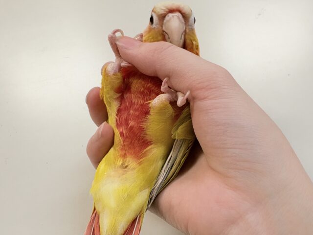 ホオミドリウロコインコ