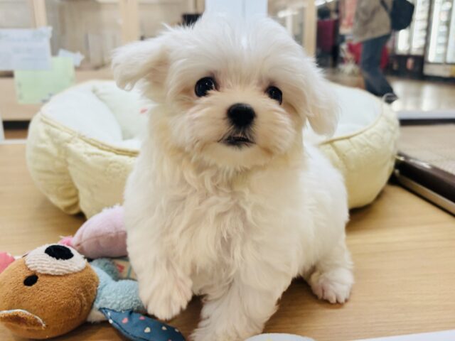 僕の可愛さはどえらいよ〜♥マルチーズくん! マルチーズ