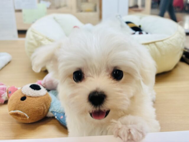 僕の可愛さはどえらいよ〜♥マルチーズくん! マルチーズ