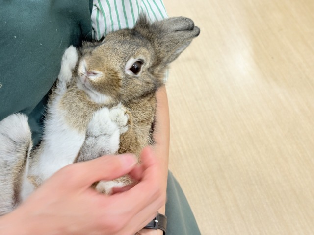 ライオンラビット