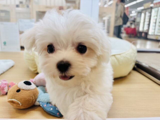 僕の可愛さはどえらいよ〜♥マルチーズくん! マルチーズ