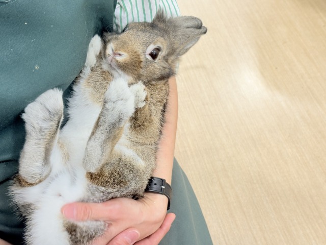 ライオンラビット