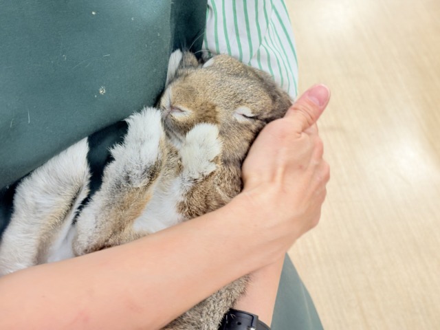 ライオンラビット