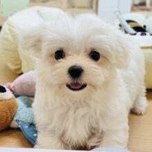 僕の可愛さはどえらいよ〜♥マルチーズくん！