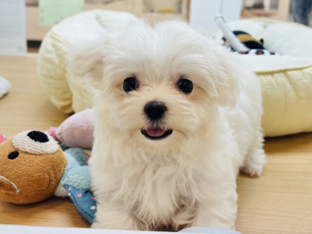 僕の可愛さはどえらいよ〜♥マルチーズくん! マルチーズ