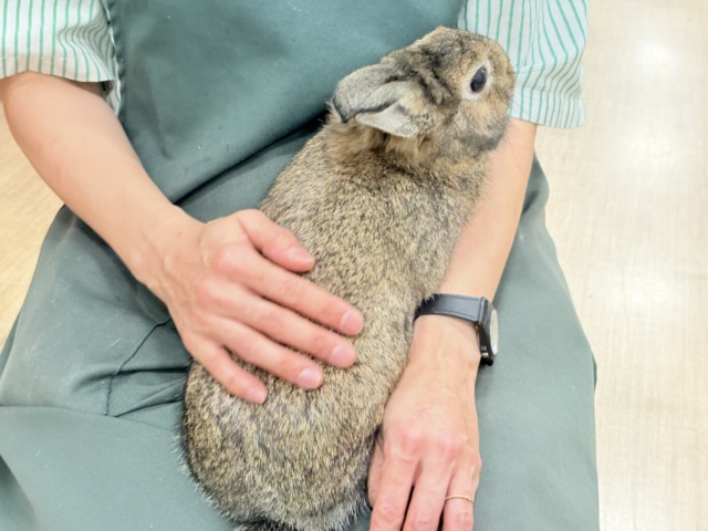 ライオンラビット