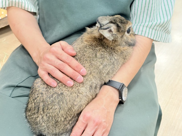 ライオンラビット