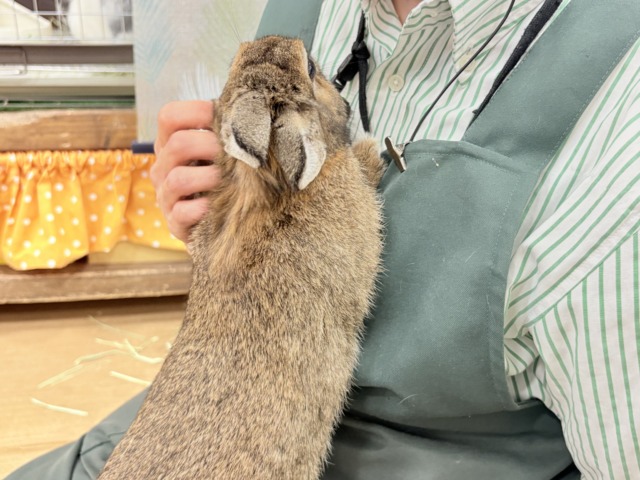 ライオンラビット