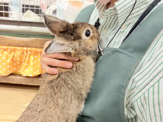 ライオンラビット