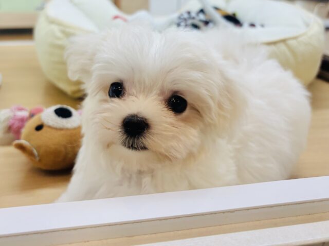 僕の可愛さはどえらいよ〜♥マルチーズくん! マルチーズ