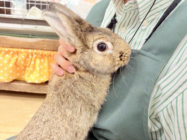ライオンラビット
