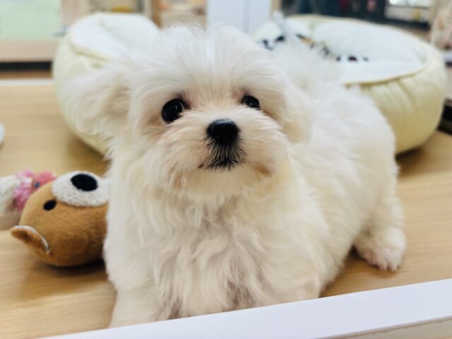 僕の可愛さはどえらいよ〜♥マルチーズくん! マルチーズ