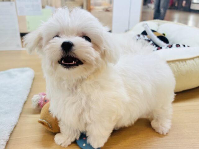 僕の可愛さはどえらいよ〜♥マルチーズくん! マルチーズ