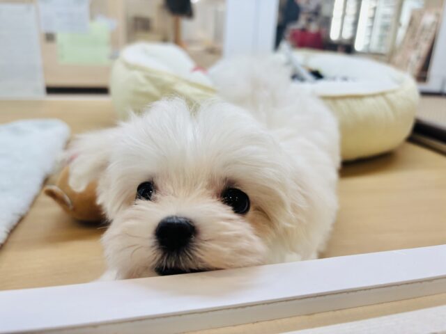 僕の可愛さはどえらいよ〜♥マルチーズくん! マルチーズ
