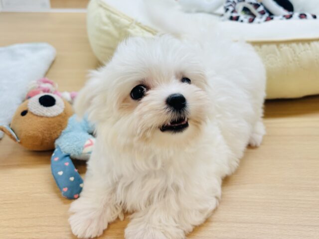 僕の可愛さはどえらいよ〜♥マルチーズくん! マルチーズ