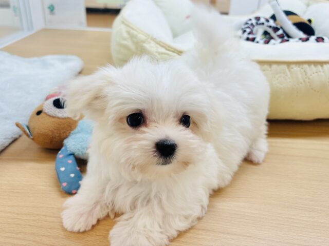 僕の可愛さはどえらいよ〜♥マルチーズくん! マルチーズ